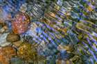 Smooth river rocks beneath surface of small stream, Great Smoky Mountains National Park, Tennessee Art Print